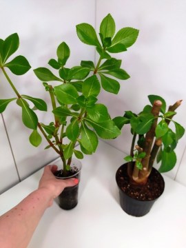 Экзотические бальзамины Sale!!!  два по цене одного